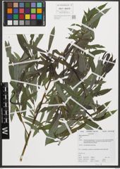 Foto von Salix purpurea L.